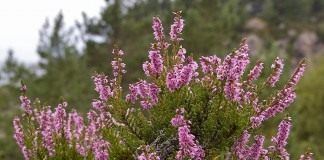 Вереск обыкновенный (Calluna vulgaris)