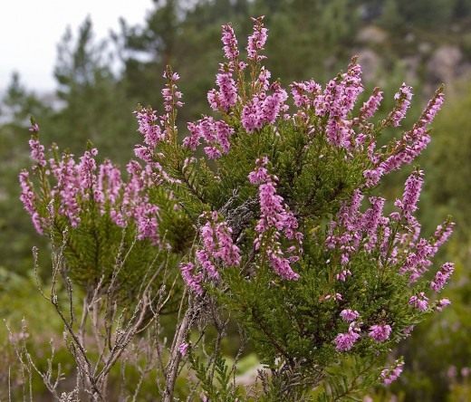 Вереск обыкновенный (Calluna vulgaris) Вереск обыкновенный (Calluna vulgaris)