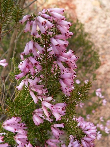 Вереск обыкновенный (Calluna vulgaris) Вереск обыкновенный (Calluna vulgaris)