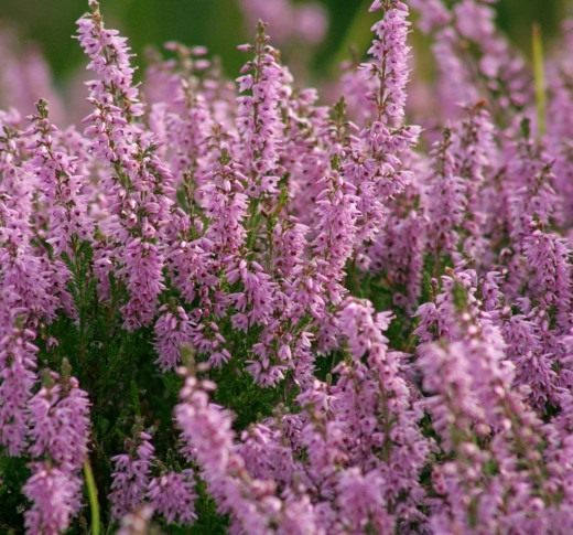 Вереск обыкновенный (Calluna vulgaris) Вереск обыкновенный (Calluna vulgaris)