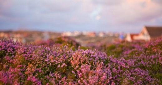 Вереск обыкновенный (Calluna vulgaris) Вереск обыкновенный (Calluna vulgaris)