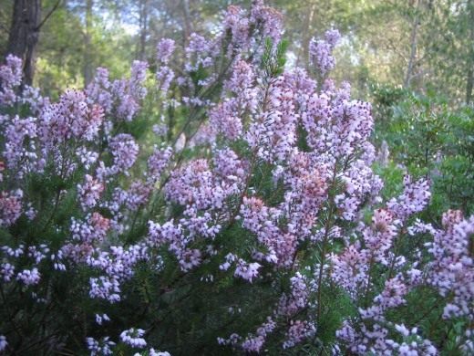 Вереск обыкновенный (Calluna vulgaris) Вереск обыкновенный (Calluna vulgaris)