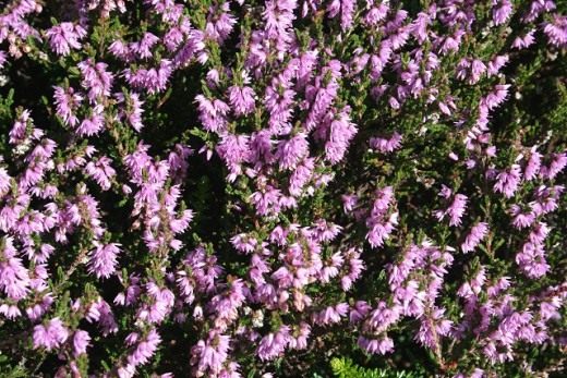 Вереск обыкновенный (Calluna vulgaris) Вереск обыкновенный (Calluna vulgaris)