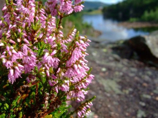 Вереск обыкновенный (Calluna vulgaris) Вереск обыкновенный (Calluna vulgaris)