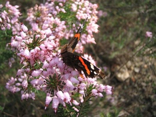 Вереск обыкновенный (Calluna vulgaris) Вереск обыкновенный (Calluna vulgaris)