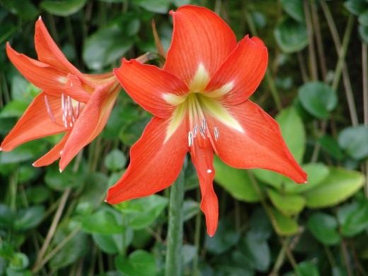Гиппеаструм (Hippeastrum)