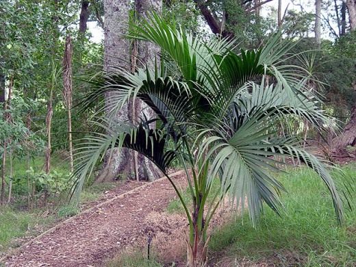 Ховея (кентия) (Howea)