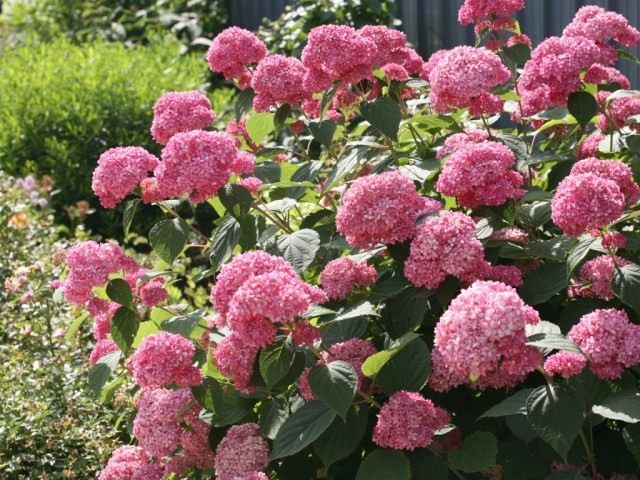 Гортензия древовидная, сорт ‘Pink Anabelle’ Гортензия древовидная, сорт ‘Pink Anabelle’