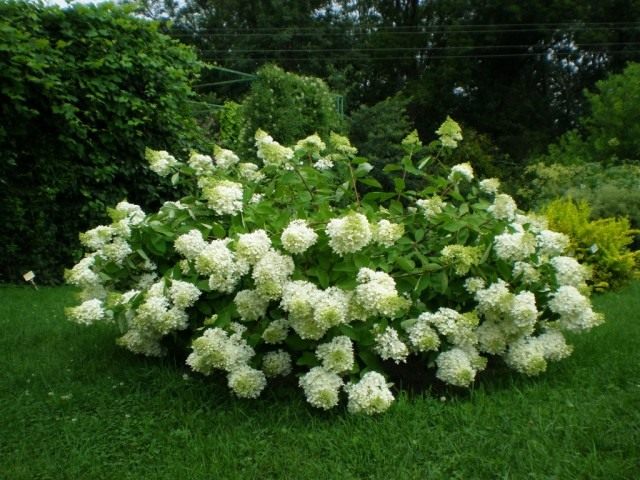 Гортензия метельчатая, сорт ‘Grandiflora’ Гортензия метельчатая, сорт ‘Grandiflora’