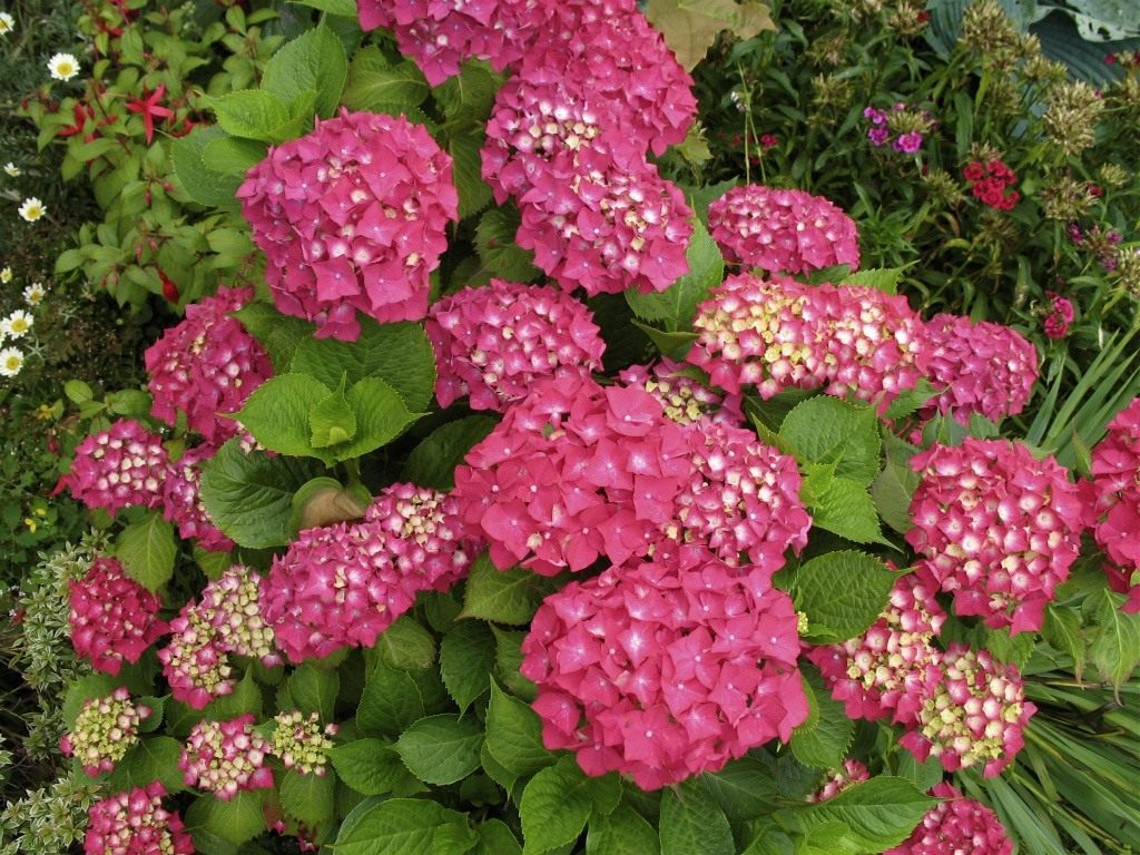 Желтые цветы своими руками 255