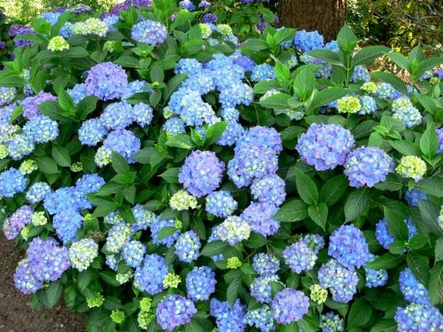 Гортензия крупнолистная, сорт ‘Blauer Prinz’ Гортензия крупнолистная, сорт ‘Blauer Prinz’
