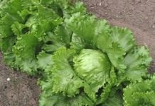 Салат айсберг (Iceberg lettuce)