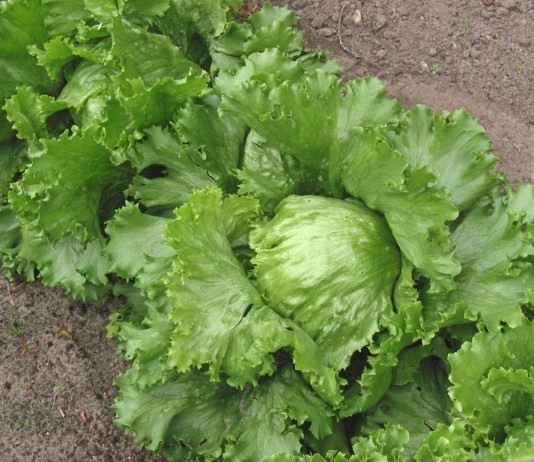 Сныть — вчера, салат — сегодня - Пряные травы и зелень Салат айсберг (Iceberg lettuce)