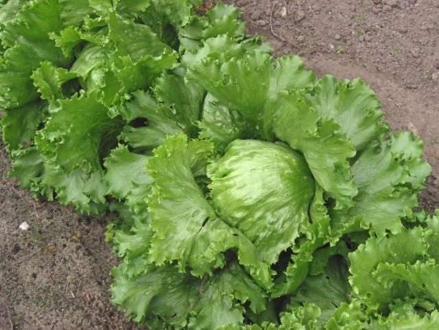 Салат айсберг (Iceberg lettuce) Салат айсберг (Iceberg lettuce)