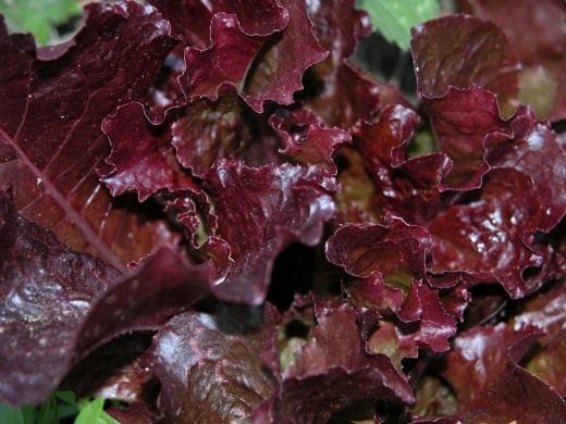 Салат краснолистный (Lettuce)