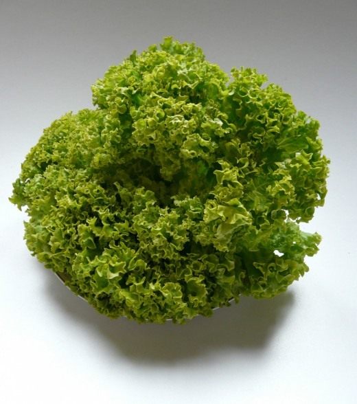 Салат (Lettuce)