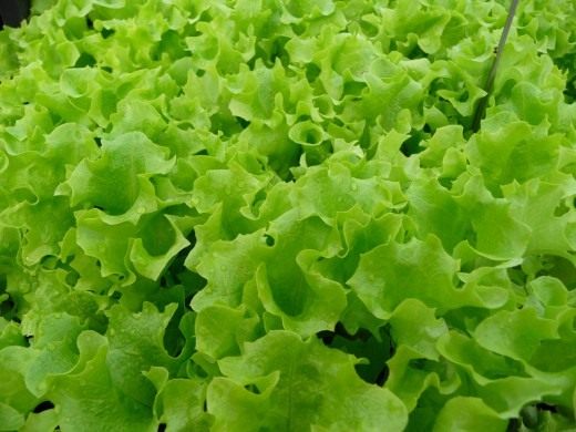 Салат (Lettuce)