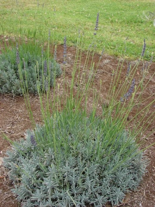 Куст лаванды (Lavender bush)
