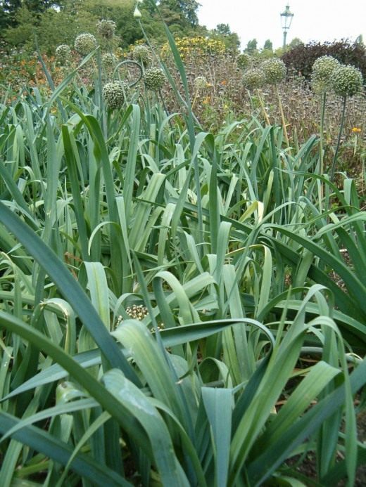 Лук-порей (Leek)