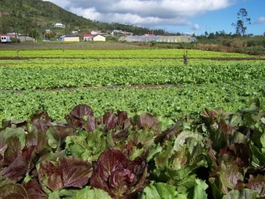Салат (Lettuce)