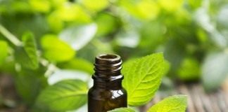 Мята — выращивание и полезные свойства - Пряные травы и зелень Мята и мятное масло