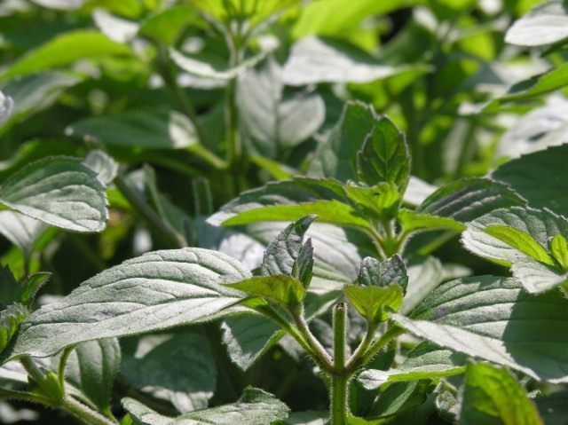 Мята полевая, или Мята луговая (Mentha arvensis) Мята полевая, или Мята луговая (Mentha arvensis)