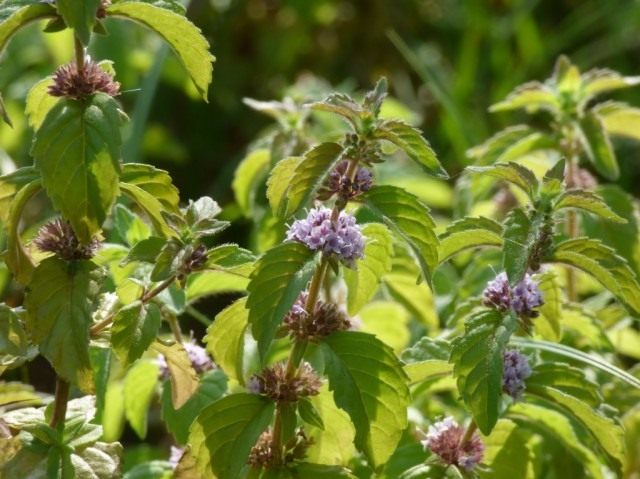 Мята полевая, или Мята луговая (Mentha arvensis) Мята полевая, или Мята луговая (Mentha arvensis)