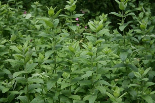 Мята длиннолистная (Mentha longifolia) Мята длиннолистная (Mentha longifolia)