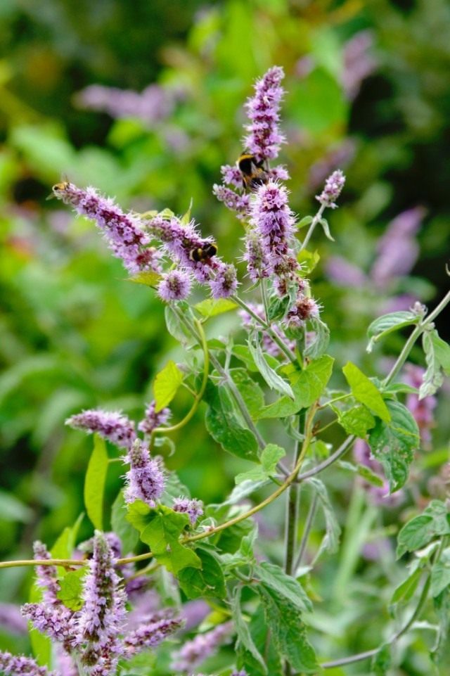 Мята длиннолистная (Mentha longifolia) Мята длиннолистная (Mentha longifolia)