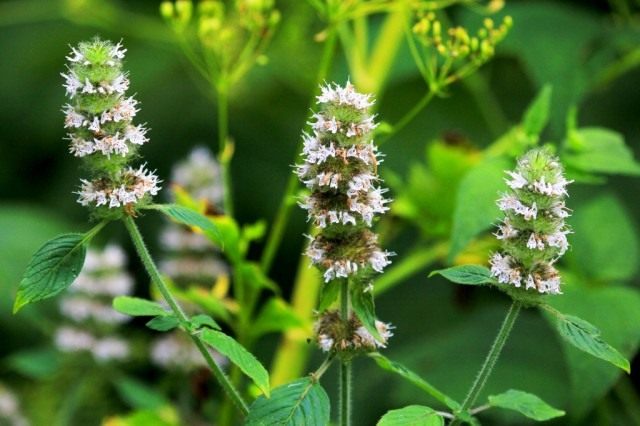 Мята перечная (Mentha piperita) Мята перечная (Mentha piperita)
