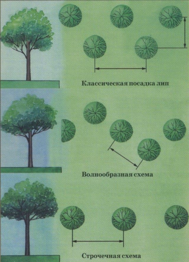 Схемы посадки лип для живой изгороди Схемы посадки лип для живой изгороди