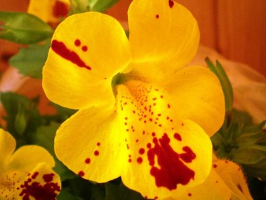 Губастик (Mimulus)