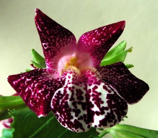 Губастик (Mimulus)