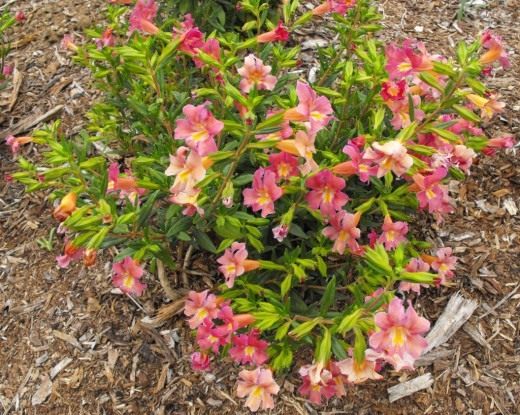 Губастик (Mimulus)