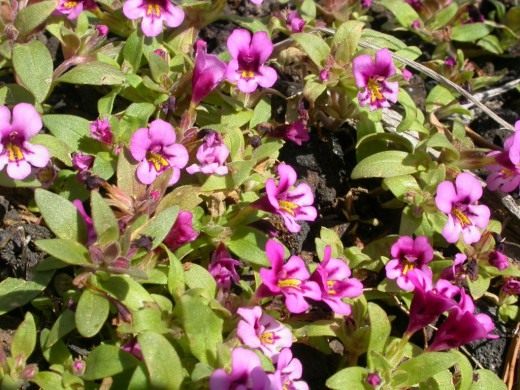 Губастик (Mimulus)