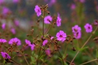 Мирабилис гималайский (Mirabilis himalaicus), ныне Оксибафус гималайский (Oxybaphus himalaicus) Мирабилис гималайский (Mirabilis himalaicus), ныне Оксибафус гималайский (Oxybaphus himalaicus)