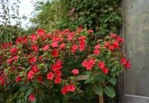 Мирабилис ялапа, или ночная красавица (Mirabilis jalapa)