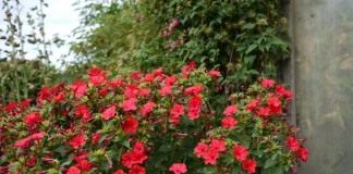 Мирабилис ялапа, или ночная красавица (Mirabilis jalapa)