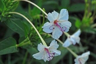 Мирабилис длинноцветковый (Mirabilis longiflora)