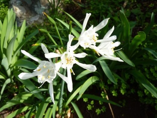 Панкраций (Pancratium)