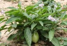 Пепино, или Дынная груша