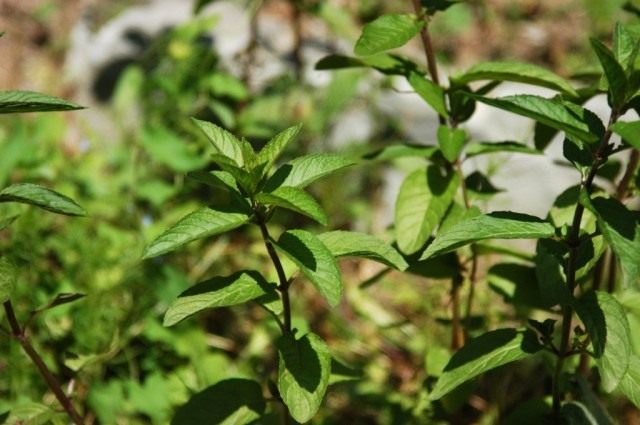 Мята перечная (Mentha piperita) Мята перечная (Mentha piperita)