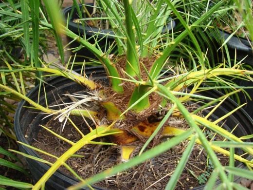 Финиковая пальма (Pygmy Date Palm)