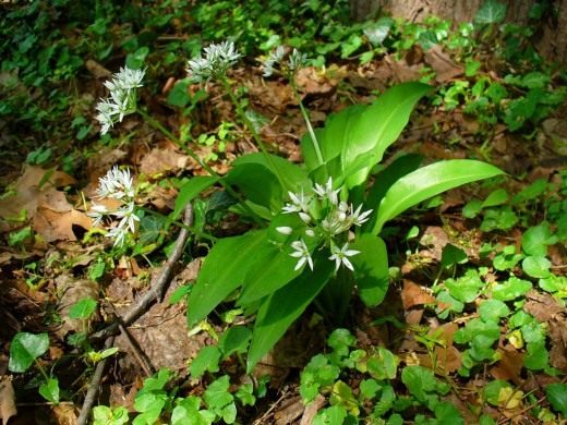 Черемша (Ramsons)