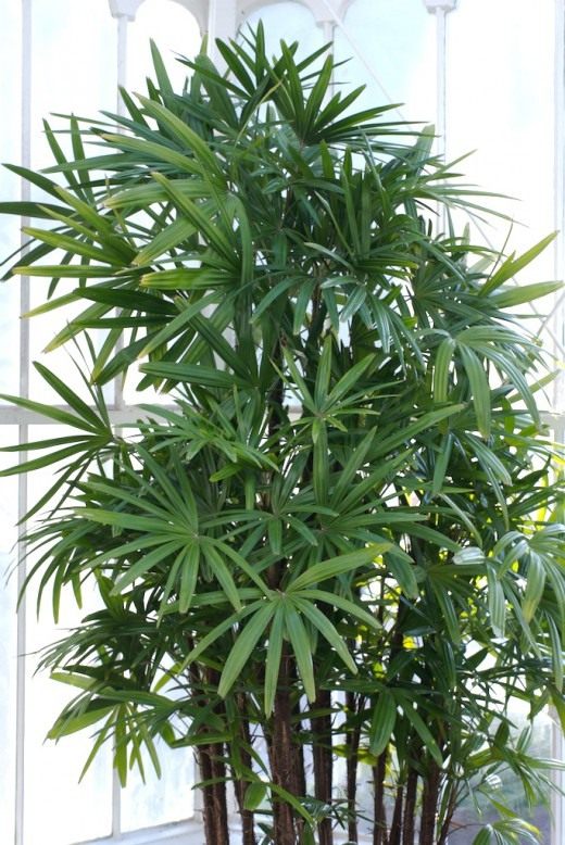 Рапис (Rhapis)