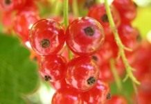 Смородина (Ribes)