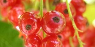 Смородина (Ribes)