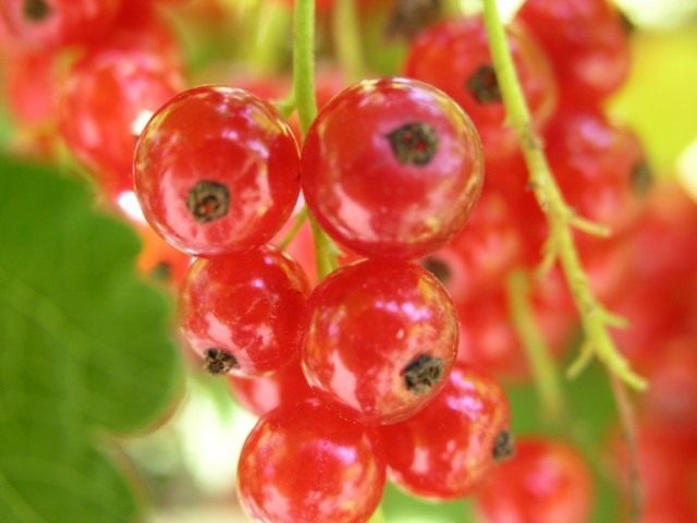 Смородина (Ribes) Смородина (Ribes)
