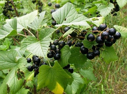 Смородина (Ribes)