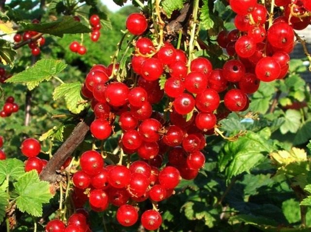 Смородина (Ribes) Смородина (Ribes)